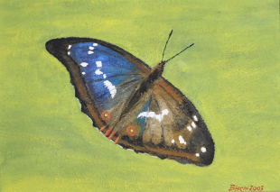 Grosser Schillerfalter, 2003, Acryl 42 x 60 cm